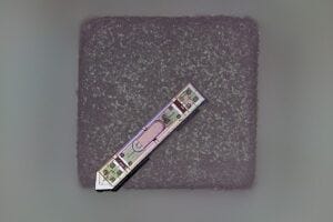 A neural implant developed at Cornell rests on a grain of salt. About 300 microns long and 70 microns wide, it’s the smallest neural implant capable of wirelessly transmitting brain activity data.