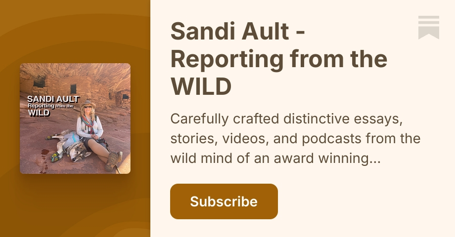 Scan Di Never Give Up! - Sandi Ault - Reporting from the WILD