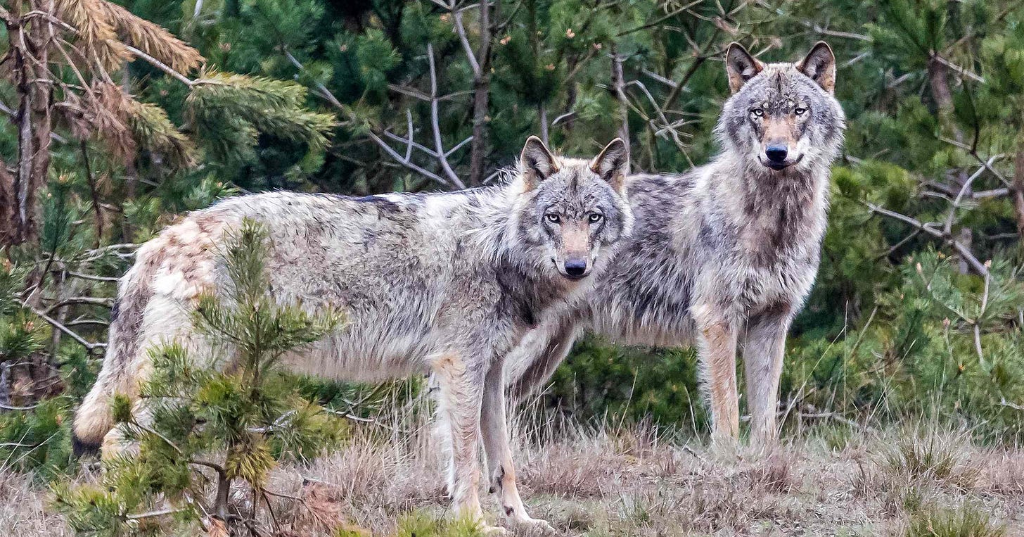 Second Suspected Mass Wolf Poisoning Prompts Officials to Discourage  'Do-It-Yourself Justice'