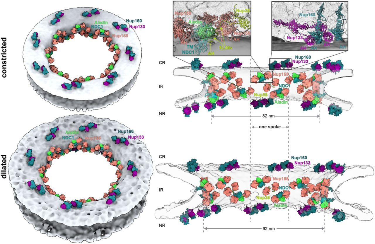 Artificial intelligence reveals nuclear pore complexity | bioRxiv Artificial intelligence reveals nuclear pore complexity | bioRxiv