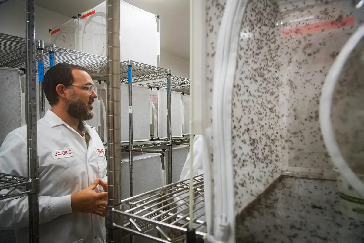 Google Has A Plan To Eliminate Mosquitoes Around The World Google Has A Plan To Eliminate Mosquitoes Around The World