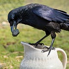 The thirsty crow