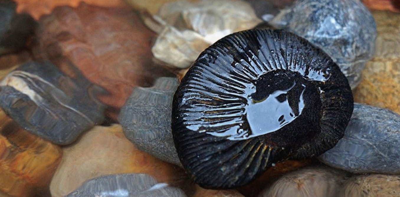 Shaligrams, the sacred fossils that have been worshipped by Hindus and  Buddhists for over 2,000 years, are becoming rarer because of climate change