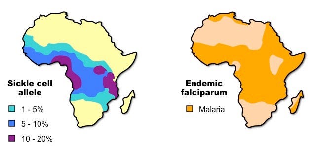 Sickle Cell versus Malaria | BioNinja