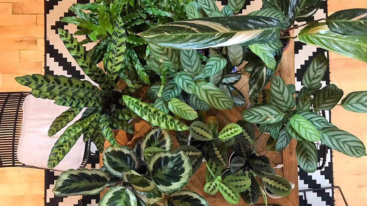 WHY YOUR PRAYER PLANT IS DYING - by Joe Seals