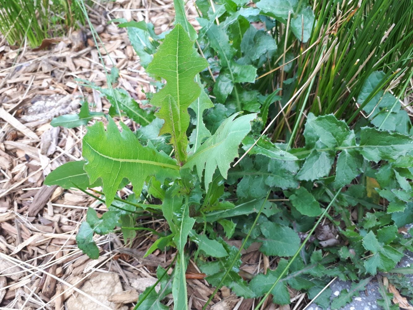 Sonchus [look alike - Lactua virosa] sml.jpg