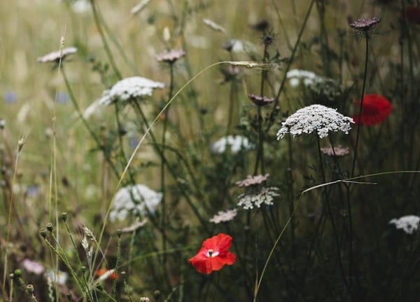 red flower in the field red flower in the field