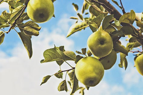 trees, landscape, apples