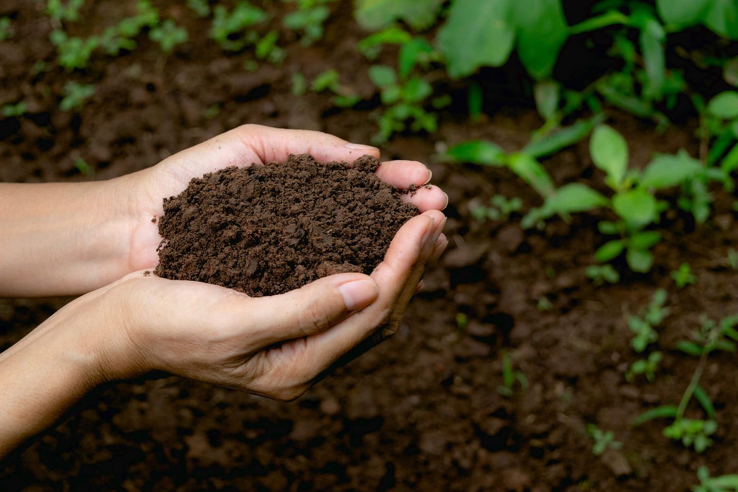 Two cupped hands holding dark soil above a garden bed of young green seedlings. Two cupped hands holding dark soil above a garden bed of young green seedlings.