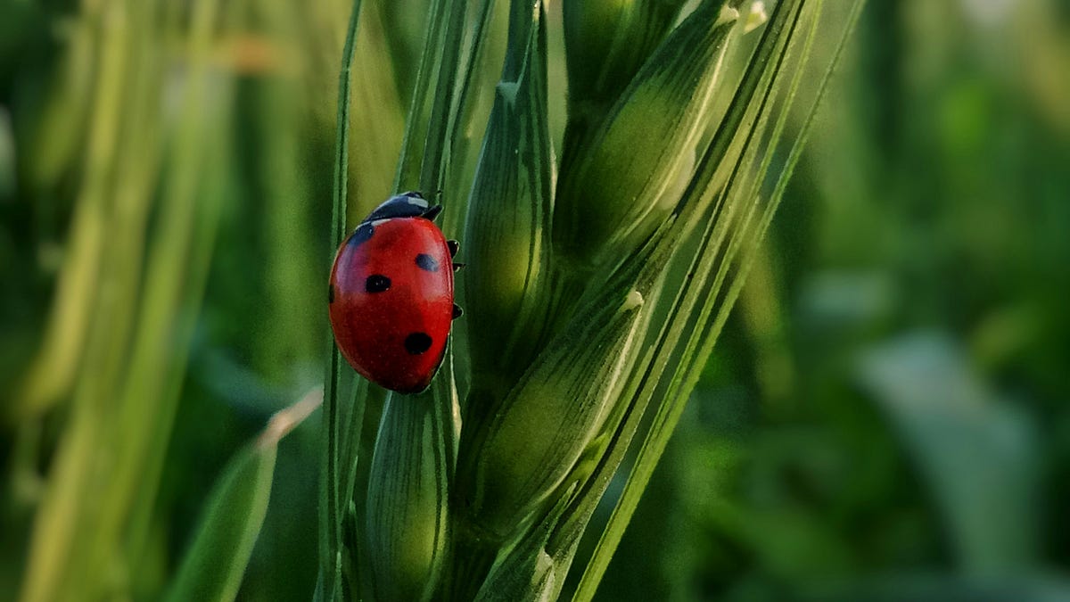 Global Food Crisis: Fertilizers & The Geographic Arbitrage