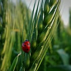 Global Food Crisis: Fertilizers & The Geographic Arbitrage