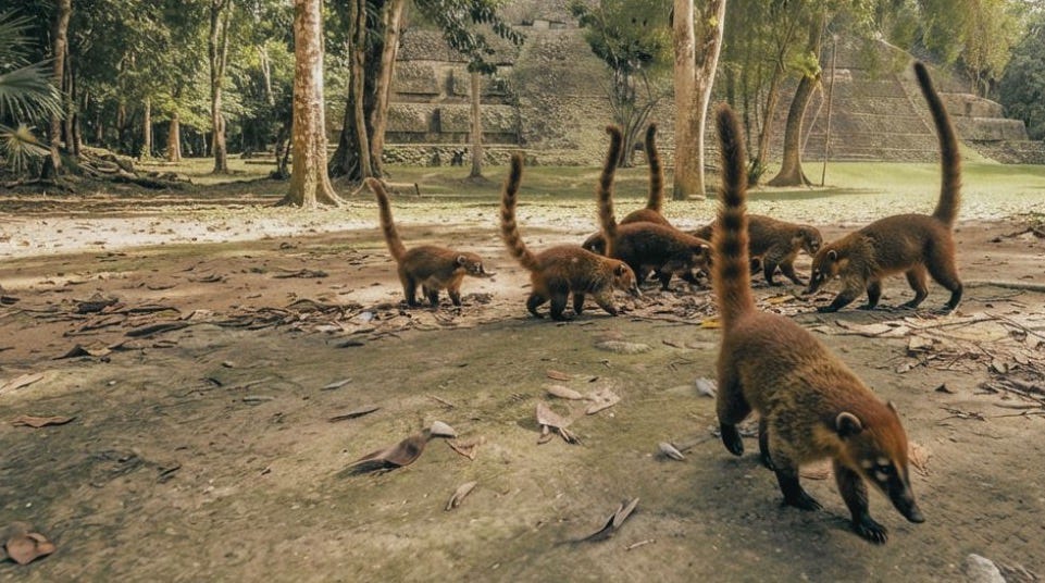 White-nose Coatis