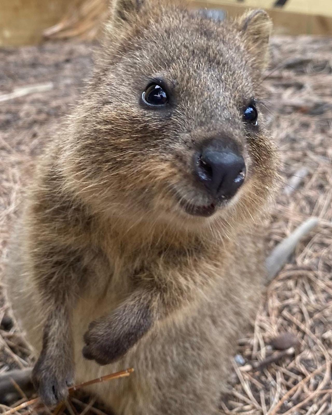 Quokka on Rottnest Island.