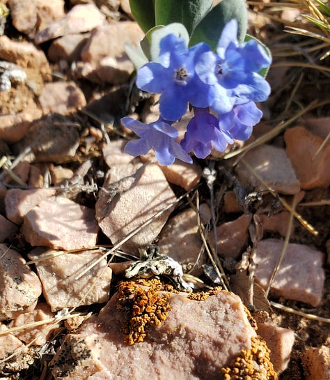A gallery of six photos of wildflowers. All the flowers are small and grow close to the ground. There is a mix of yellow, pink, purple, and white flowers. The ground beneath them is a reddish clay/dusty soil.