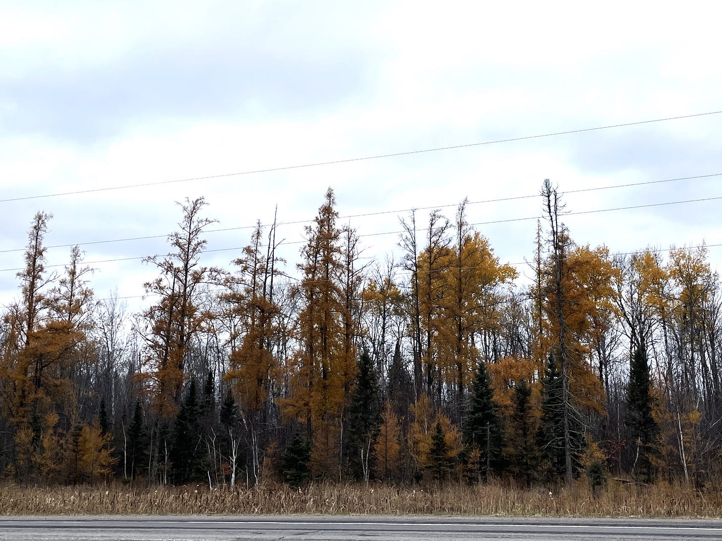 A treeline along the highway of yellow and dead trees