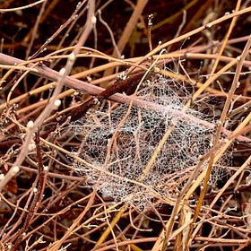 The Web of Love