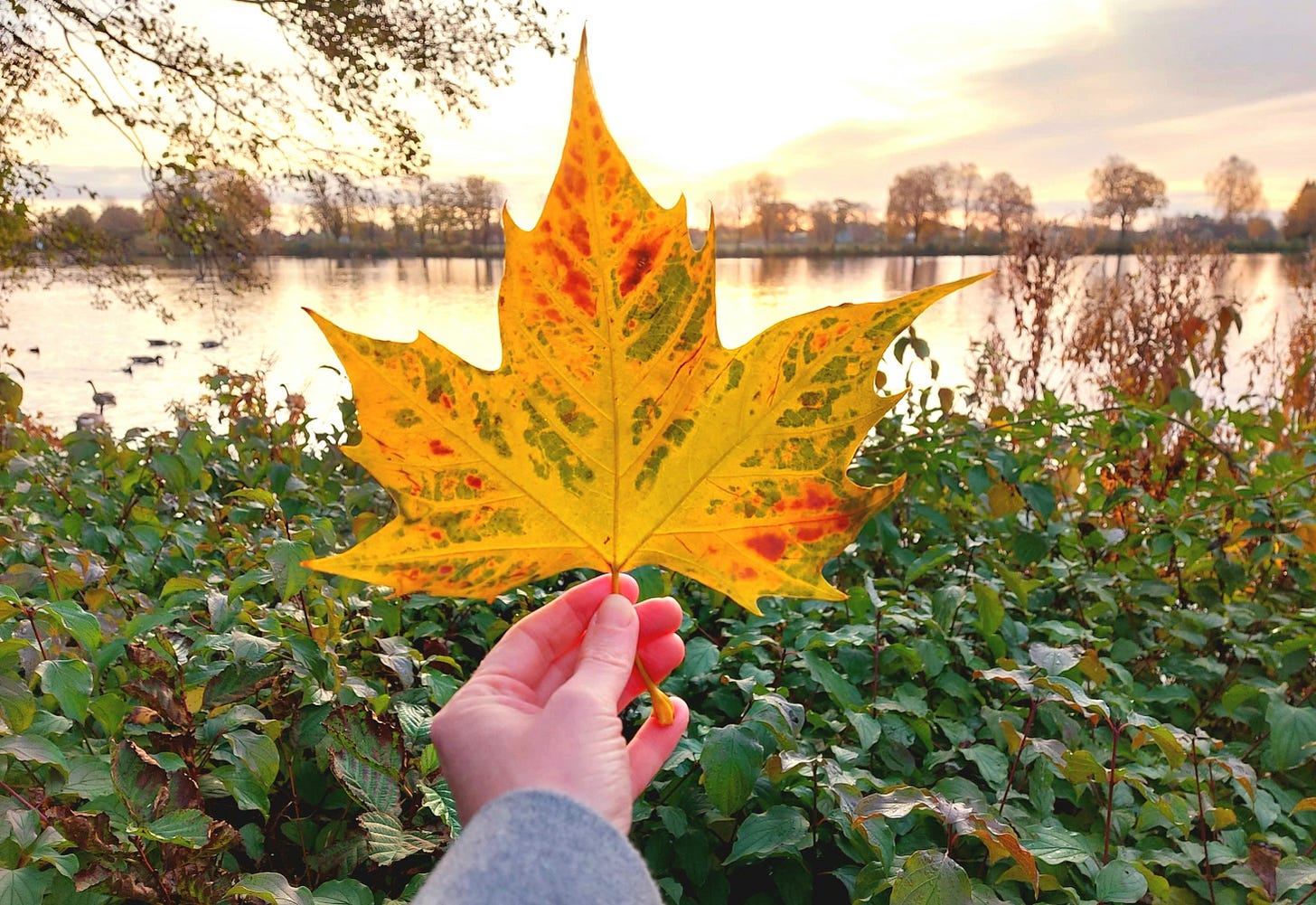 Lake in autumn, hand holding a yellow pointed leaf