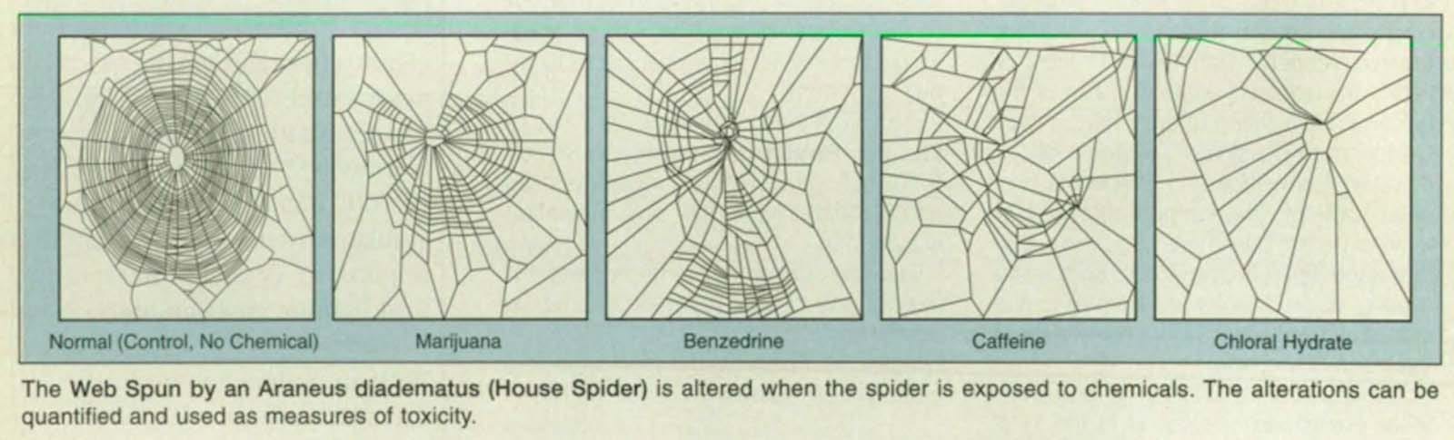When NASA gave spiders drugs to see how it affected their webs, 1995 - Rare  Historical Photos
