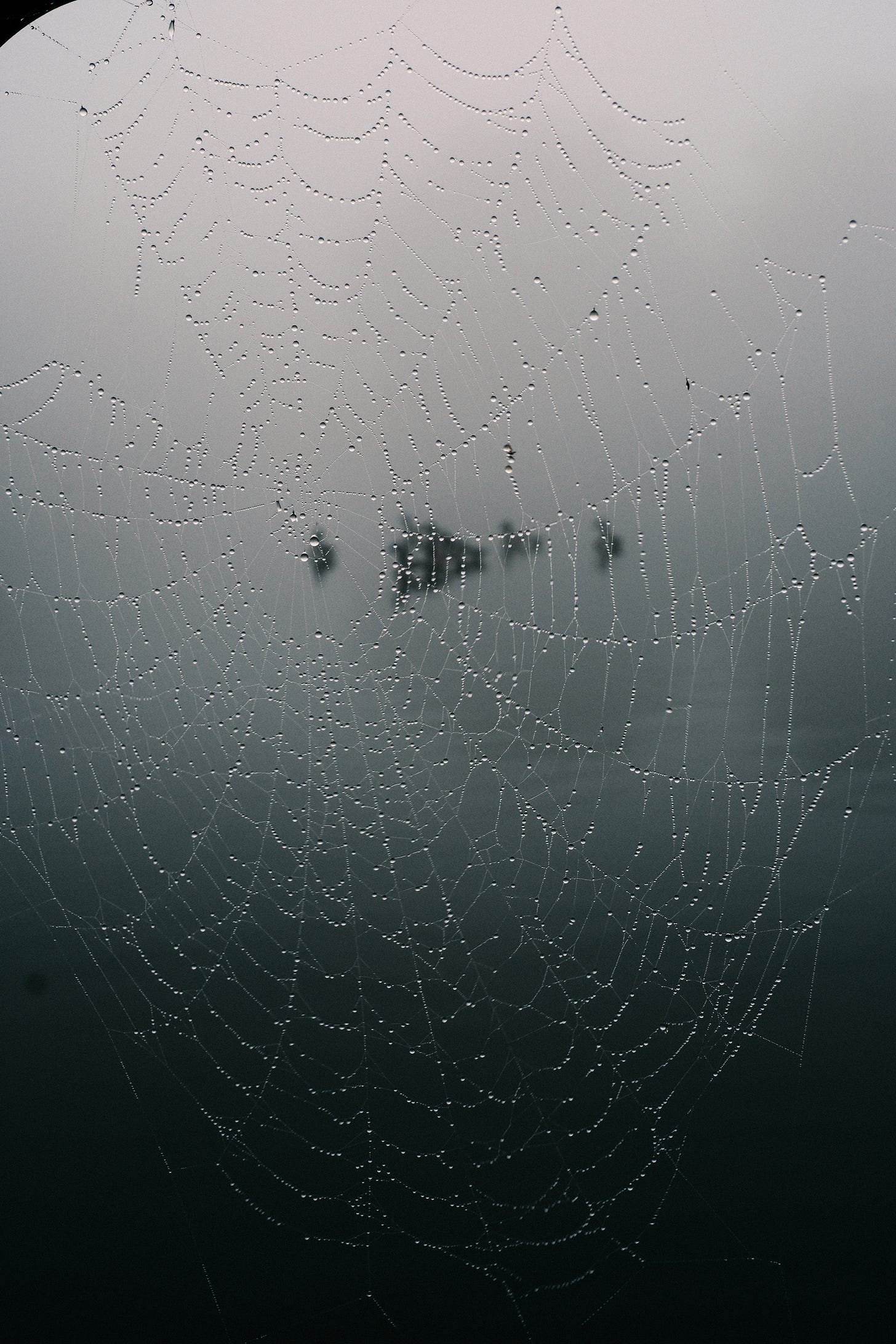 Spiderweb