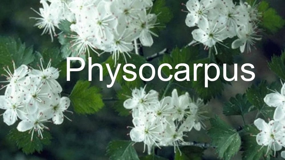 80-trees-shrubs 6.jpeg 80-trees-shrubs 6.jpeg