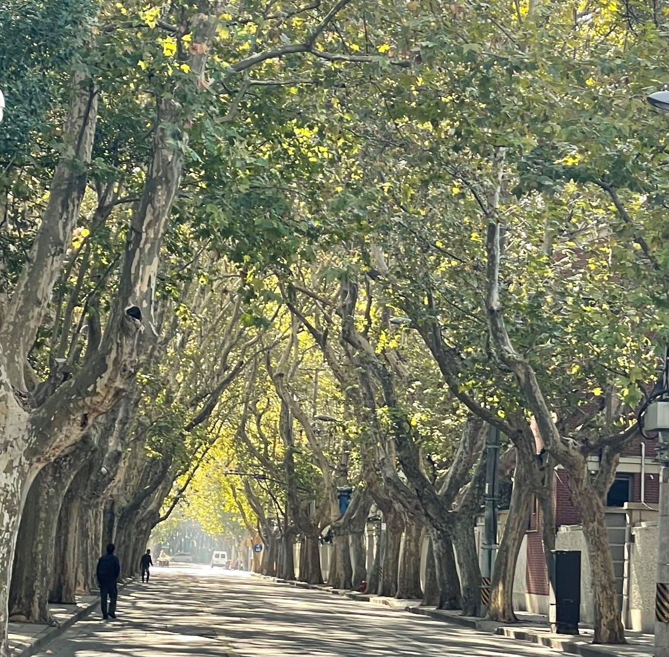 Plane Trees Math On Plane Trees, Choice, and Correcting History