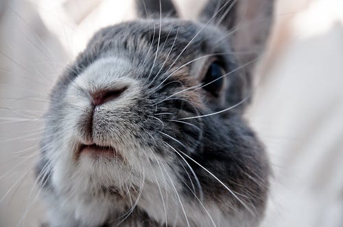 Fido's nose and whiskers Fido's nose and whiskers