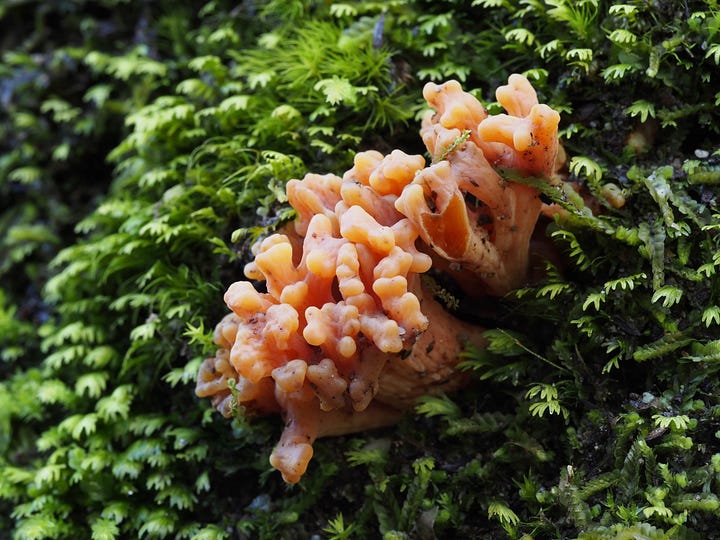 Cortinarius lachanus, Ramaria, and gills of an Entoloma