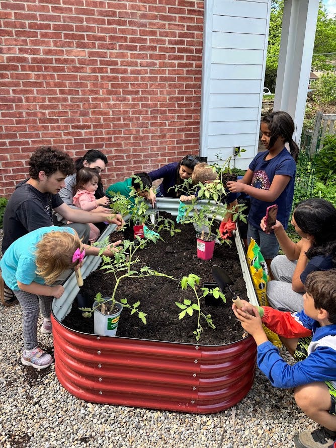 Kids and parents planting little tomato plants.
