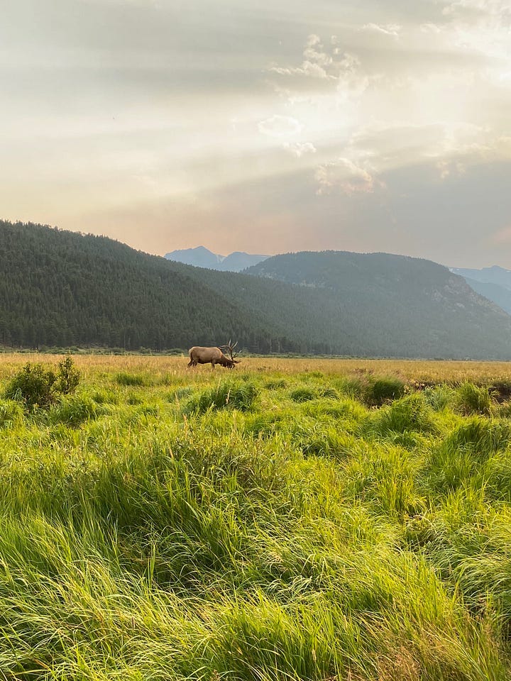 Photos of the Moraine Park area and elk.