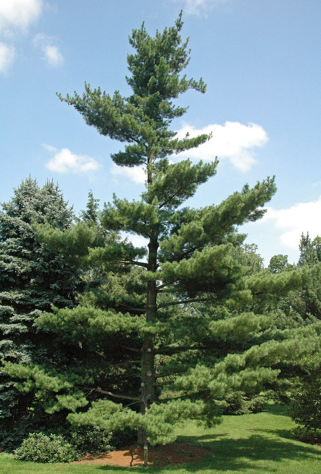 This is a photo of a white pine photographed against the sky.
