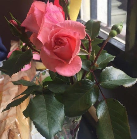 beautiful-roses-from-a-neglected-garden beautiful-roses-from-a-neglected-garden