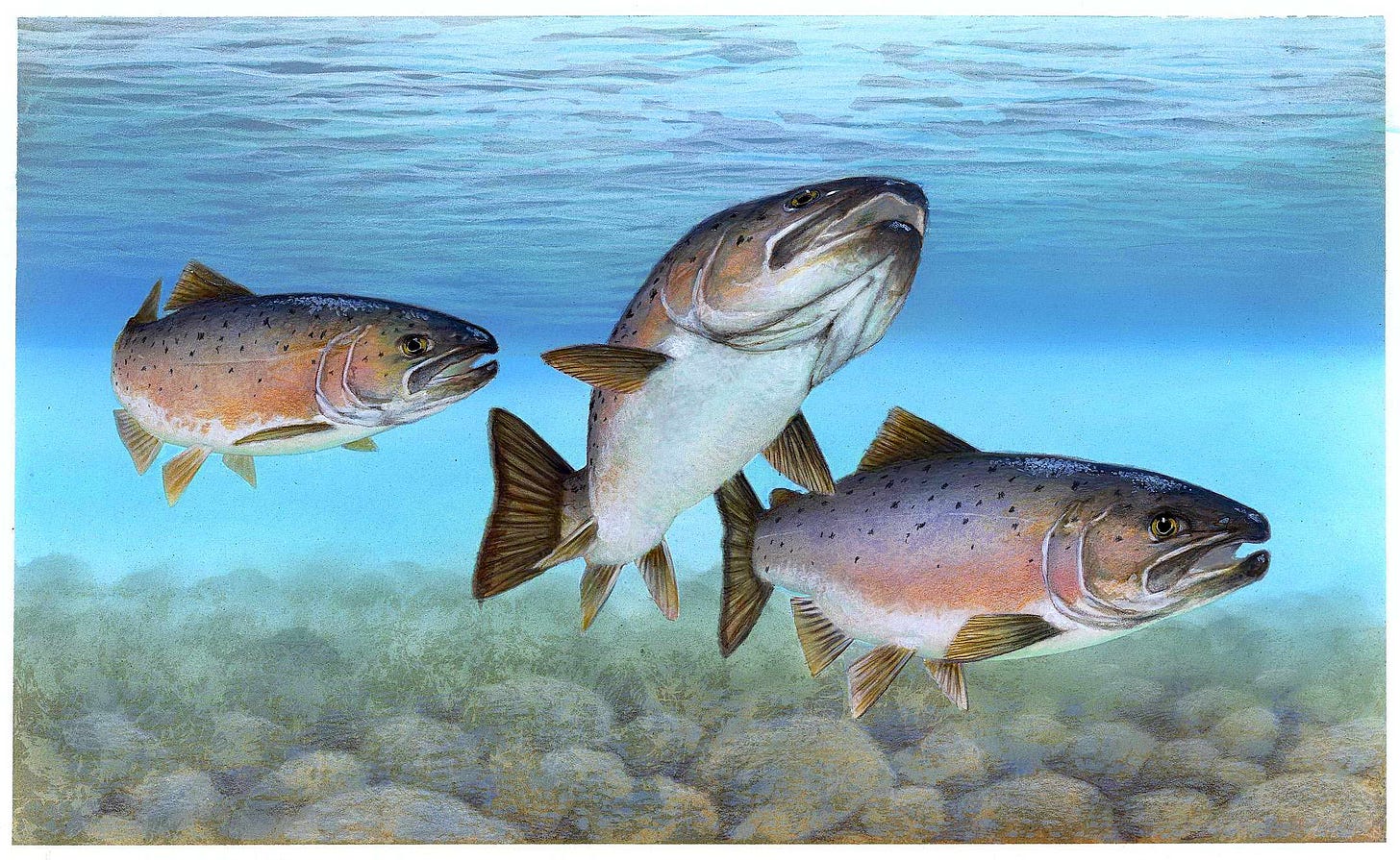 artwork of three fish moving through clear river water