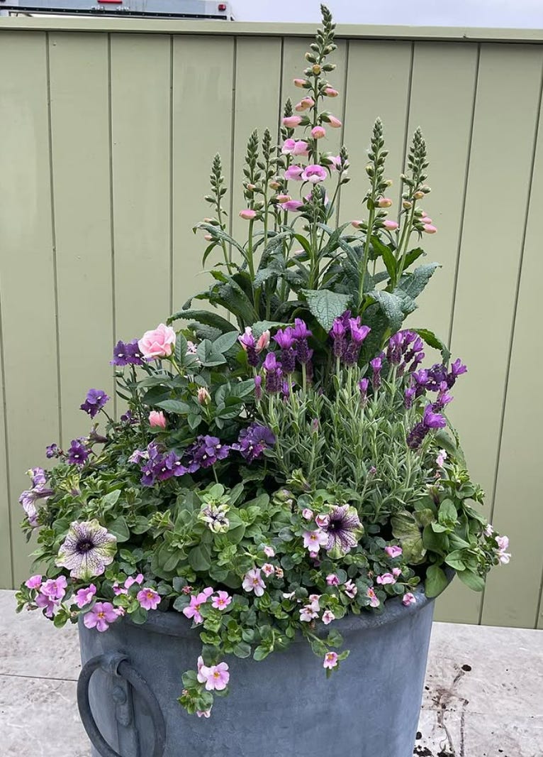 The ONLY petunia allowed at Chelsea - by Mr Plant Geek