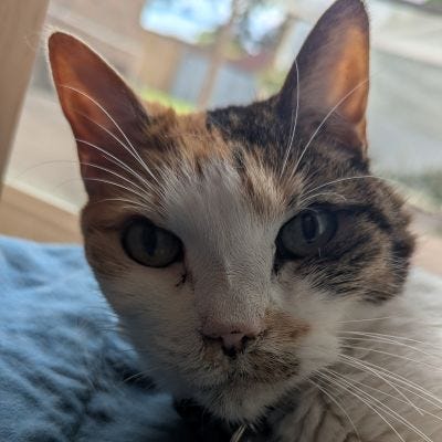 A calico cat, a black Newfie, and a grey tabby Maine Coon cat