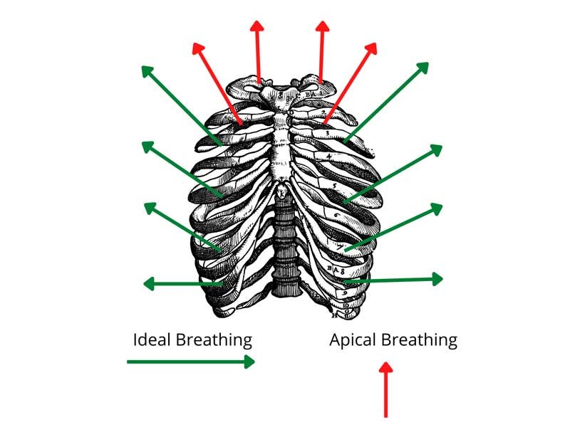 Apical Breathing