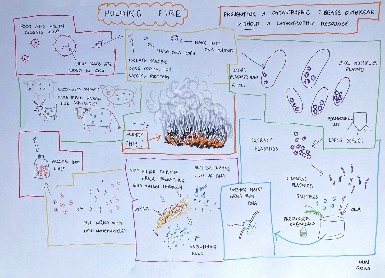 A hand-drawn diagram showing the mRNA vaccine manufacturing process, with some little cartoon livestock and a pyre of burning cattle in the middle, showing what the vaccine could avoid.