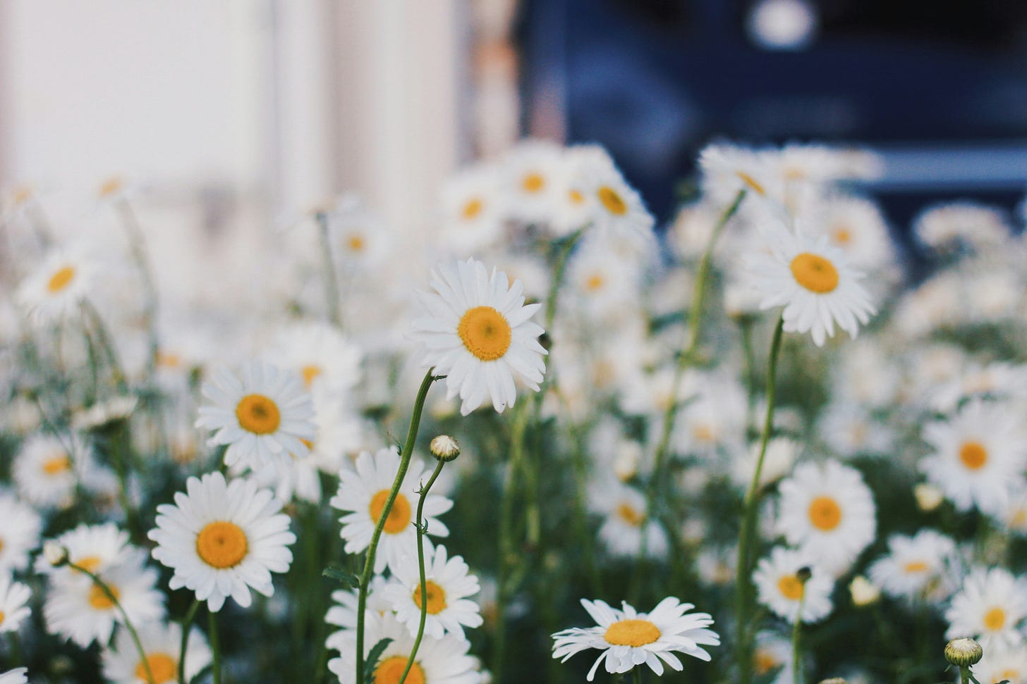 A beautiful cluster of white daisies with bright yellow centers blooming in a garden with a blurred background.