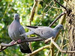 Columba (genus) - Wikipedia