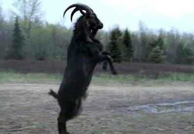 Black Phillip: still King of All - black phillip post - Imgur