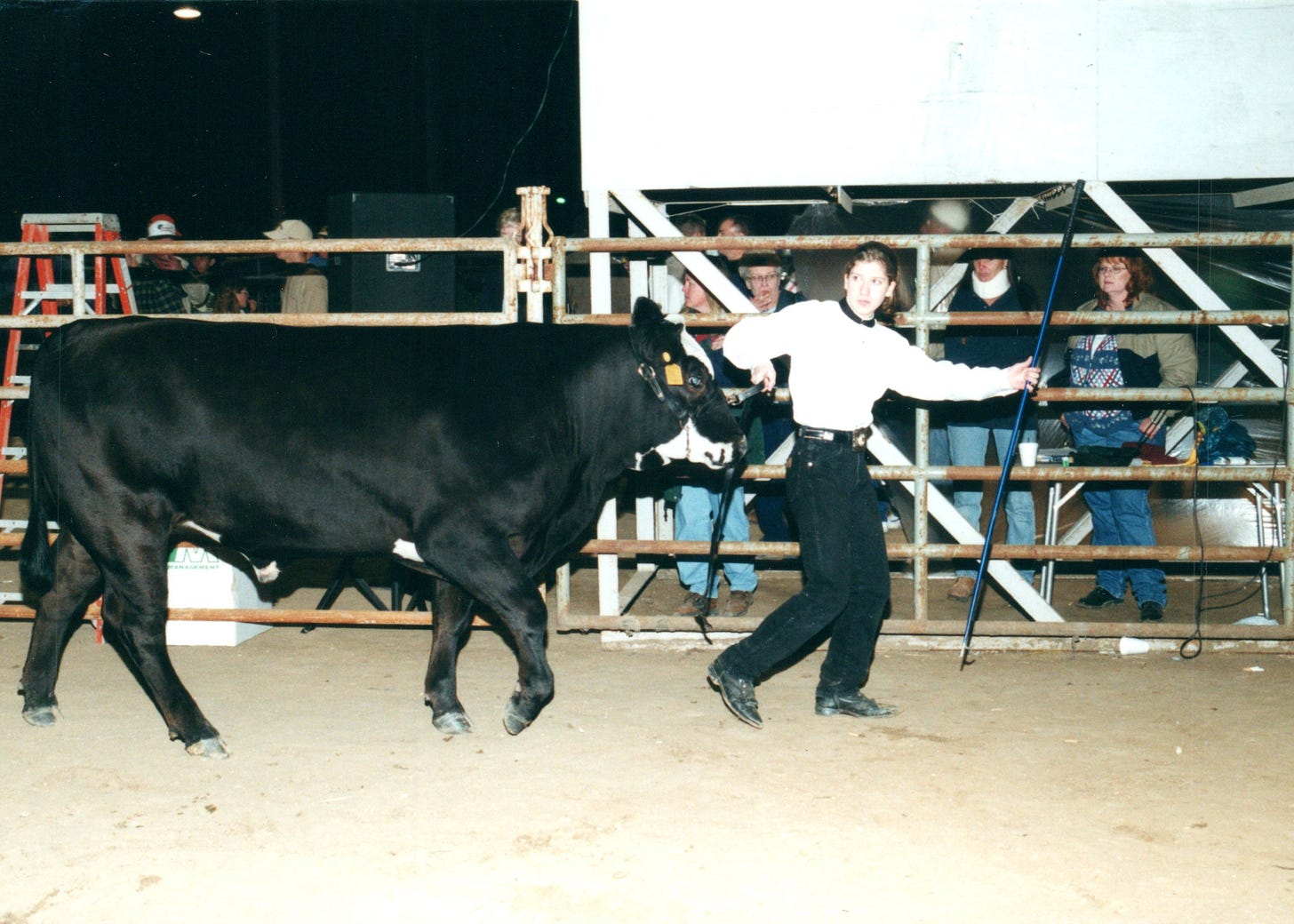 Me as a teenage girl walking a cow on sand in front of a metal fence; people are behind peering through the bars, watching; I look very serious and focused