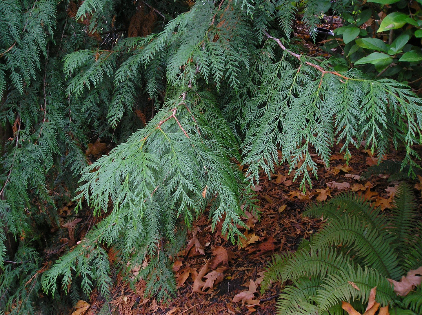 Thuja plicata: Our Iconic Northwest Native Conifer — Seattle Japanese Garden