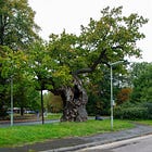 129. Crouch Oak