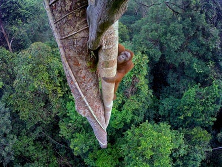 Tempted by the fruit of a strangler fig, a Bornean orangutan climbs 100 feet into the canopy.