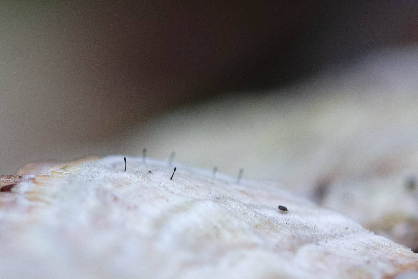 Macro photo of the pale surface of a mushroom, with rows of fairy pins. In sharp focus are a couple of fairy pins, tiny black stalks ending in a slightly thicker oval. Macro photo of the pale surface of a mushroom, with rows of fairy pins. In sharp focus are a couple of fairy pins, tiny black stalks ending in a slightly thicker oval.