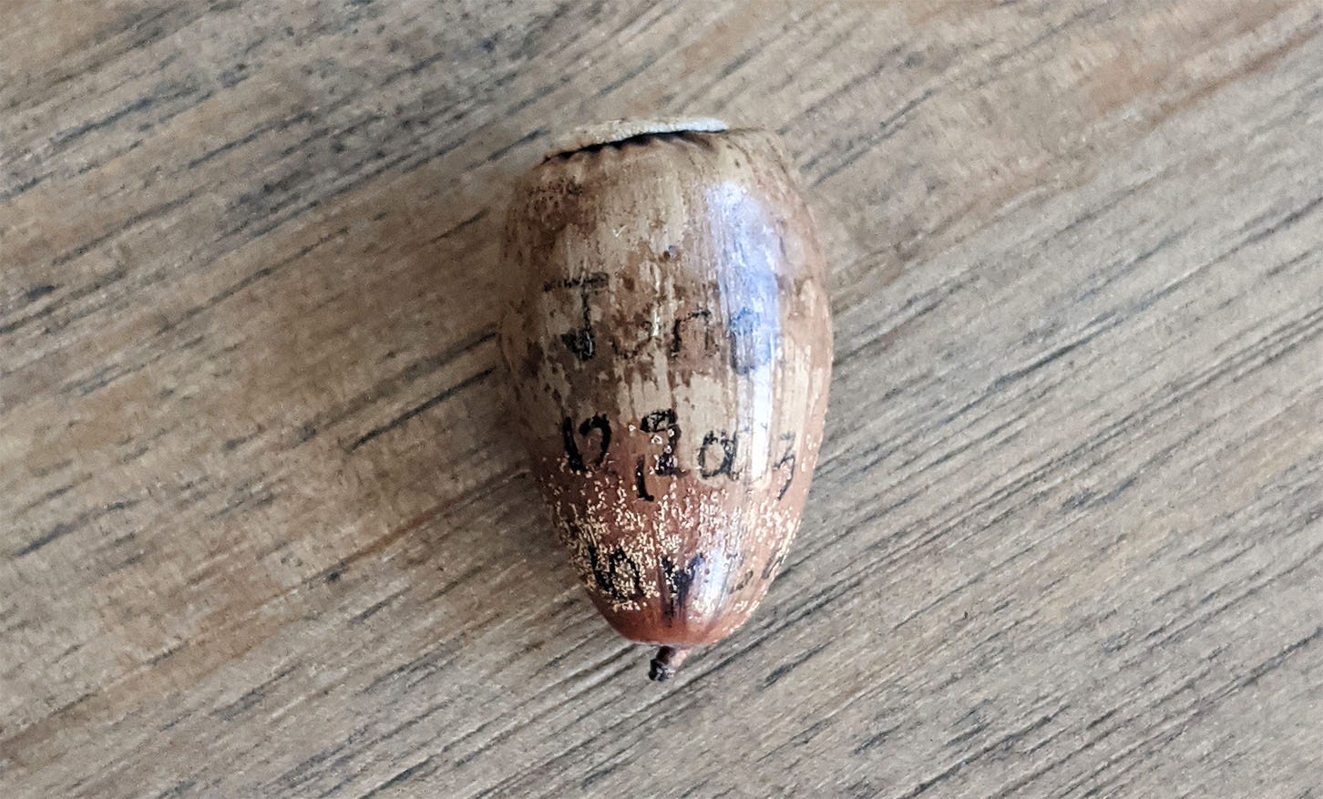 photo of an acorn