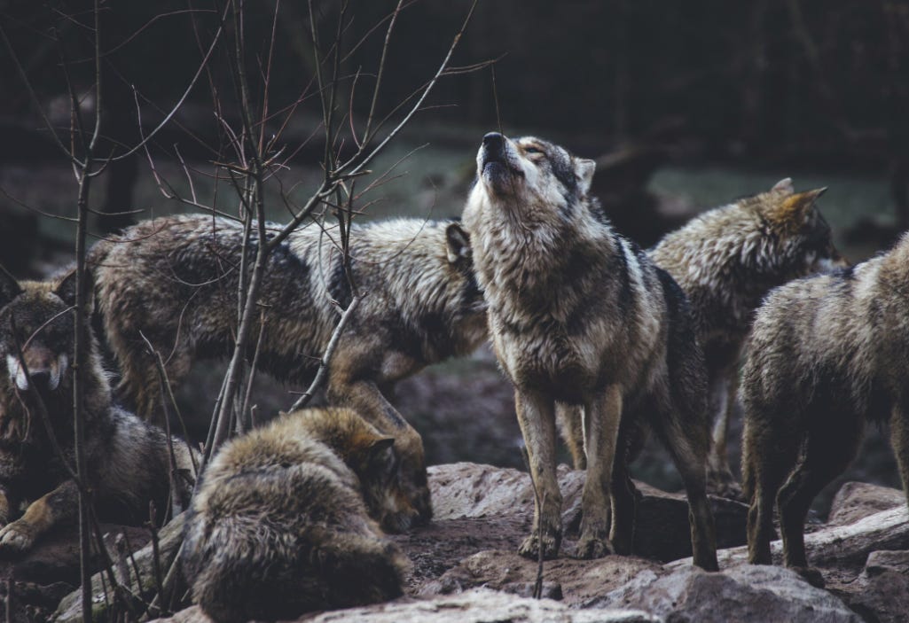 A pack of wolves