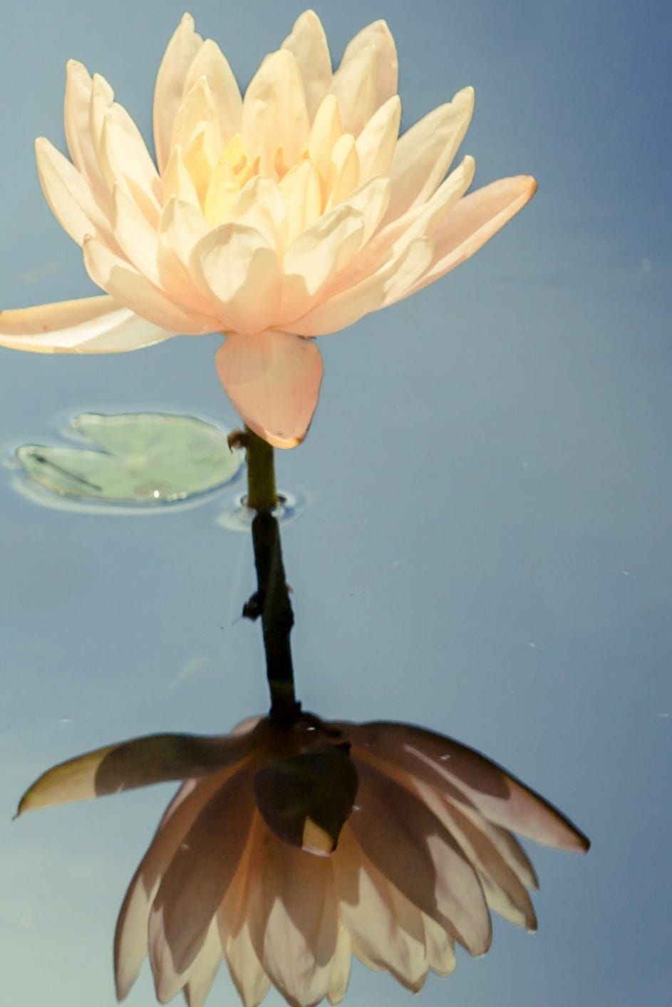 a white flower floating on top of a body of water a white flower floating on top of a body of water