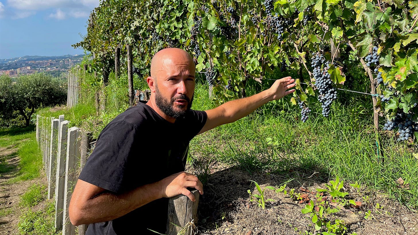 Gerardo Vernazzaro checks out some of Cantine Degli Astroni's Piedirosso grapes as the family winery approaches harvest time. Gerardo Vernazzaro checks out some of Cantine Degli Astroni's Piedirosso grapes as the family winery approaches harvest time.