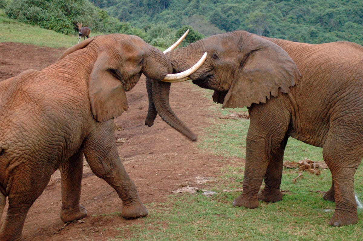 faune, zoo, Afrique, mammifère, faune, savane, éléphant, vertébré, safari, Éléphants, Kenya, Éléphant indien, Éléphant d'Afrique, Éléphants et mammouths, cornac, Aberdare park faune, zoo, Afrique, mammifère, faune, savane, éléphant, vertébré, safari, Éléphants, Kenya, Éléphant indien, Éléphant d'Afrique, Éléphants et mammouths, cornac, Aberdare park