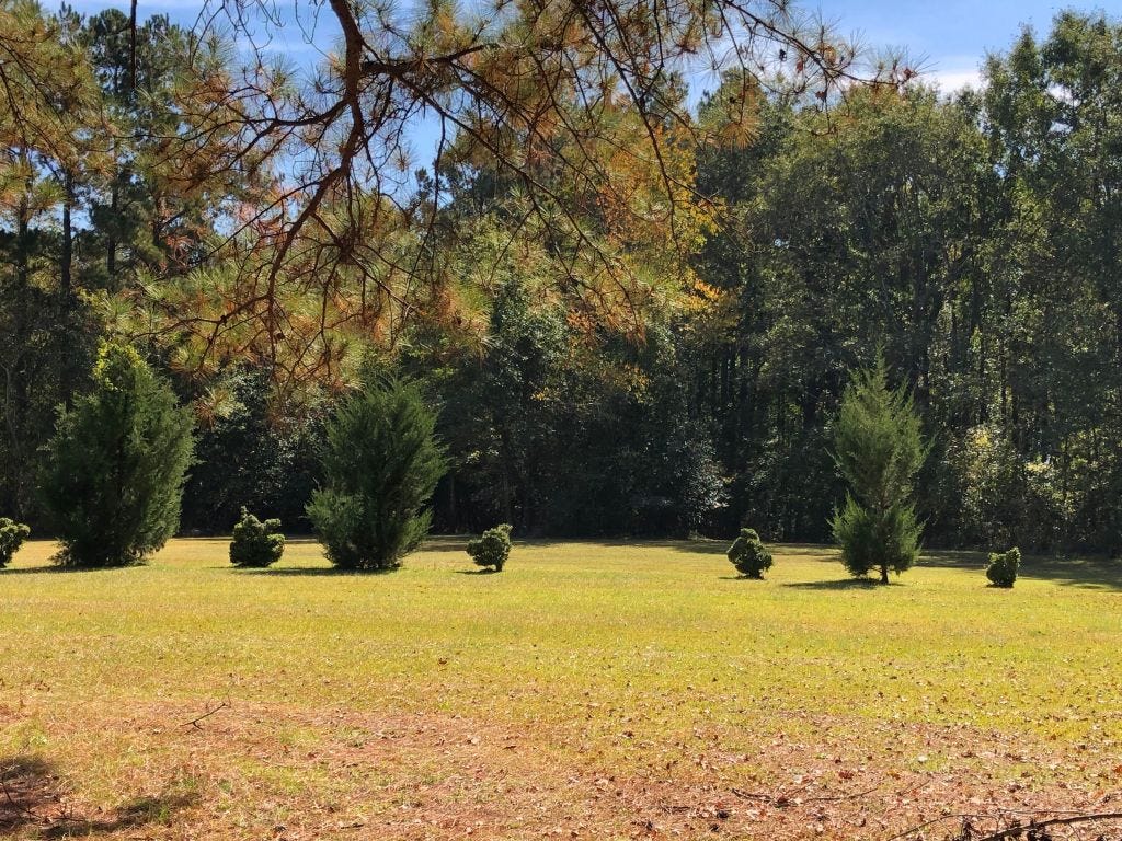 a row of bushes of varying heights growing in the backyard of the Pearl Fryar Topiary garden